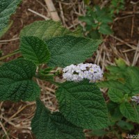 Heliotropium indicum L.